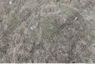 Photo Texture of Grass Dead 0014